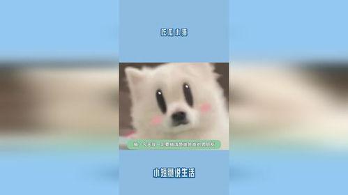 吃瓜娱乐小猫,小猫的吃瓜日常