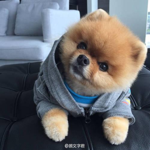 娱乐吃瓜酱抚慰犬,揭秘娱乐圈温馨治愈瞬间