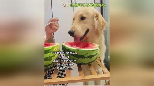 吃瓜娱乐狗