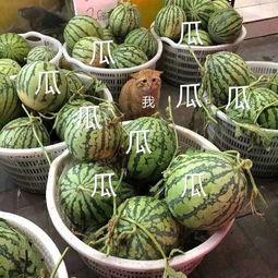 吃瓜娱乐间的作品,揭秘吃瓜娱乐间的幕后故事